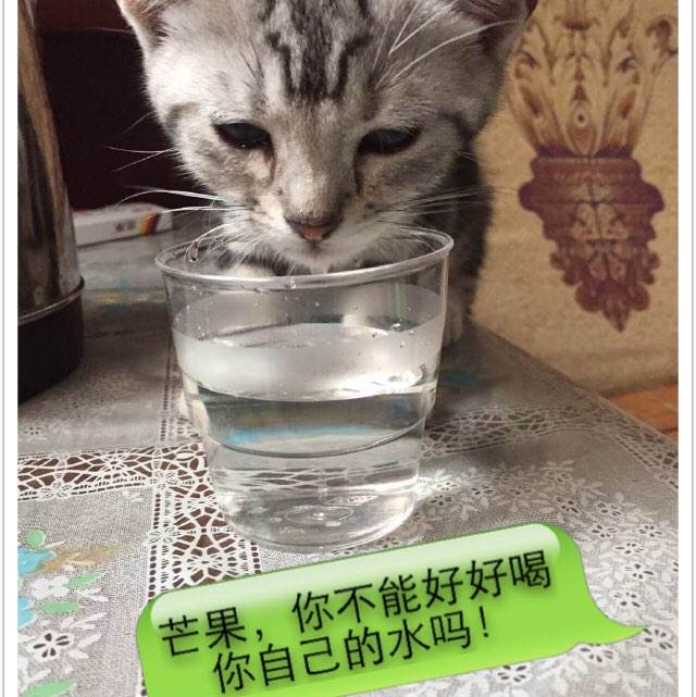 假的荷兰驾照多少钱